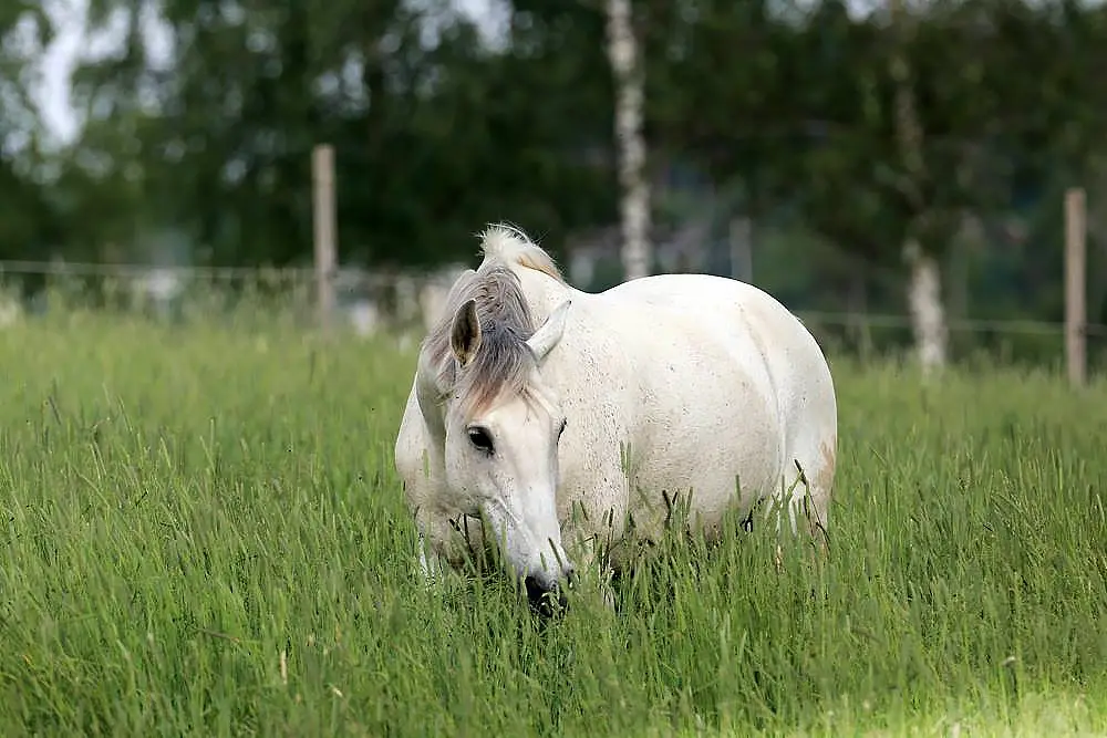 Hevosheinäpaaleja pellolla